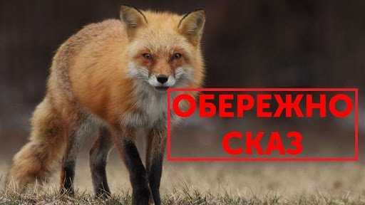 Обережно сказ